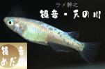 【観音めだか】超特選！自慢のラメ幹之◆　観　音・　天の川_1