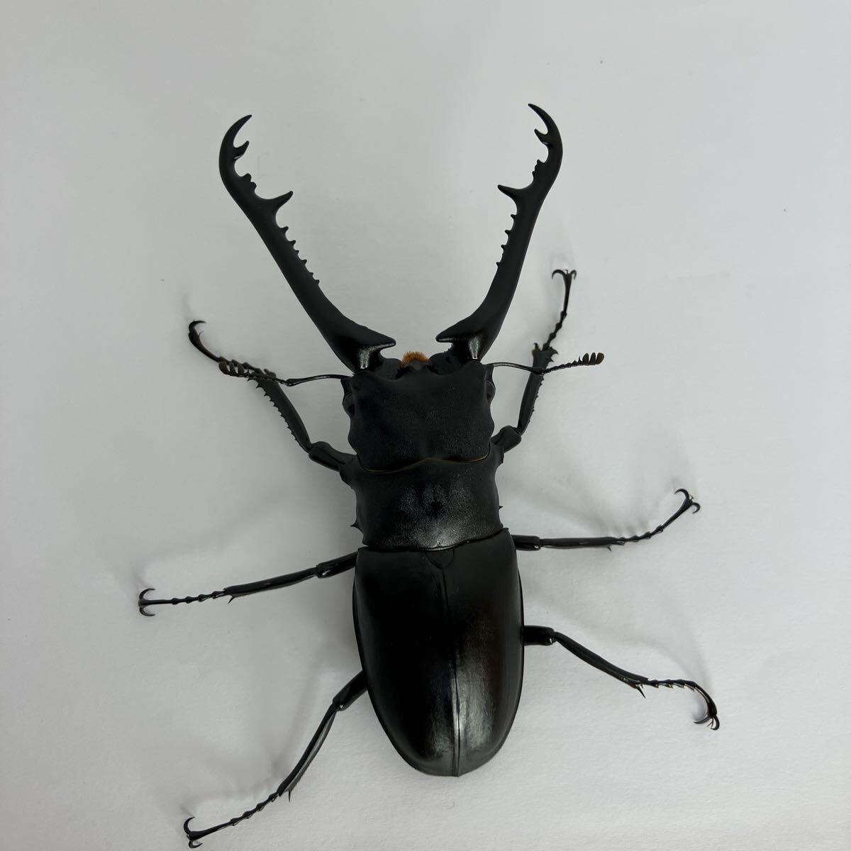 ギラファノコギリクワガタの値段と価格推移は？｜256件の売買データ