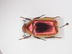 プラチナコガネの値段と価格推移は？｜5件の売買データからプラチナ