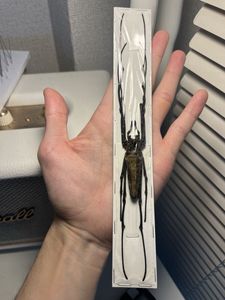 ジョロウグモの値段と価格推移は？｜2件の売買データからジョロウグモ