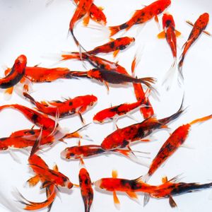 30匹の値段と価格推移は？｜826件の売買データから30