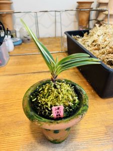 富貴蘭のYahoo!オークション(旧ヤフオク!)の相場・価格を見る｜Yahoo