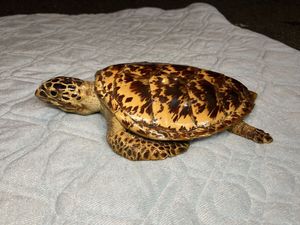 ウミガメ 剥製の値段と価格推移は？｜1件の売買データからウミガメ