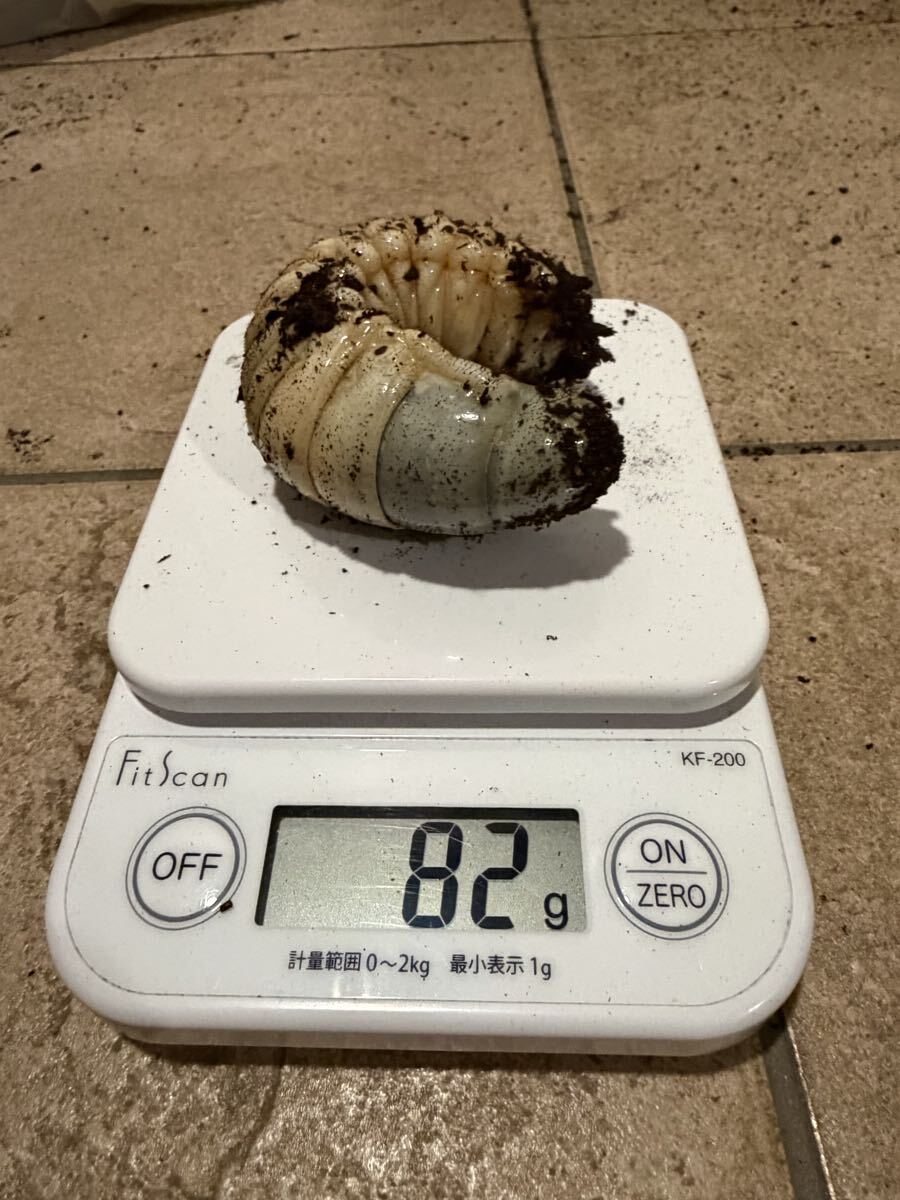 ネプチューンオオカブトの値段と価格推移は？｜244件の売買データから ◇