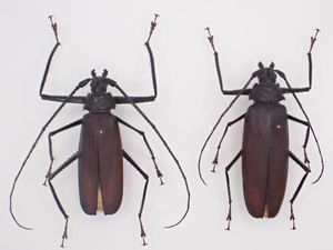ウスバカミキリの値段と価格推移は？｜75件の売買データからウスバ