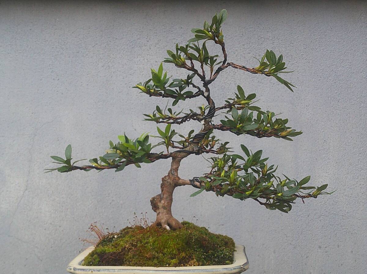 さつき盆栽 ◇美良野◇ 鉢 18＊15cm(皐月（さつき）)｜売買され