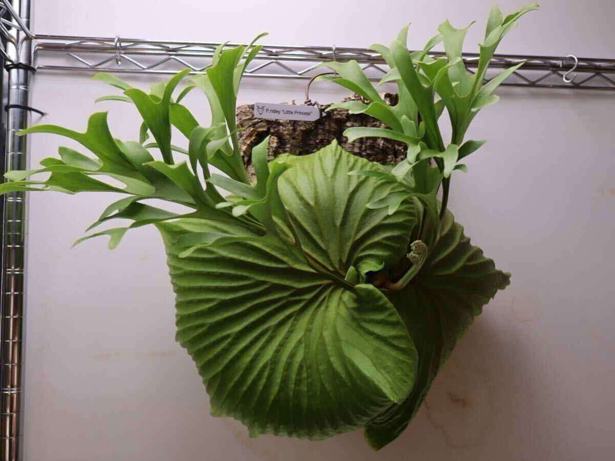 S君ページ リドレイ リトルプリンセス Platycerium Ridleyi 'Little Princess' ビカクシダ・リドレイ リトル