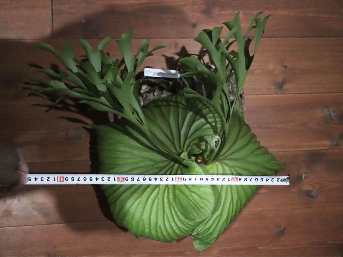Platycerium Ridleyi 'Little Princess' ビカクシダ・リドレイ リトル