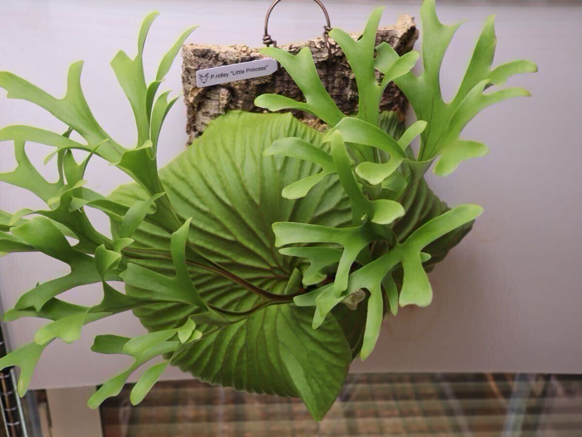 Platycerium Ridleyi 'Little Princess' ビカクシダ・リドレイ リトル