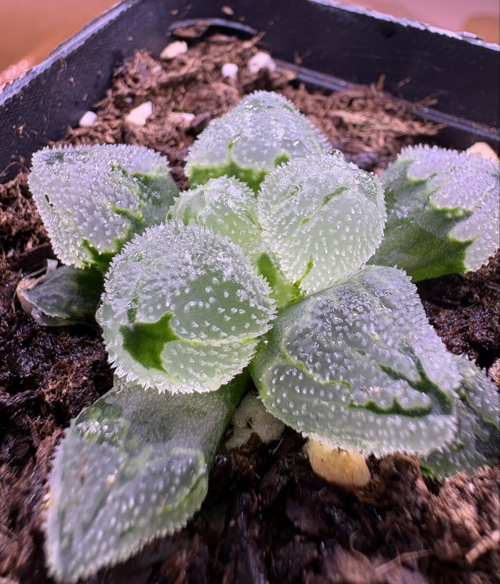 t*1様 多肉植物 ハオルチア 氷星球オブツーサ錦 変異系 超美品 t*1様