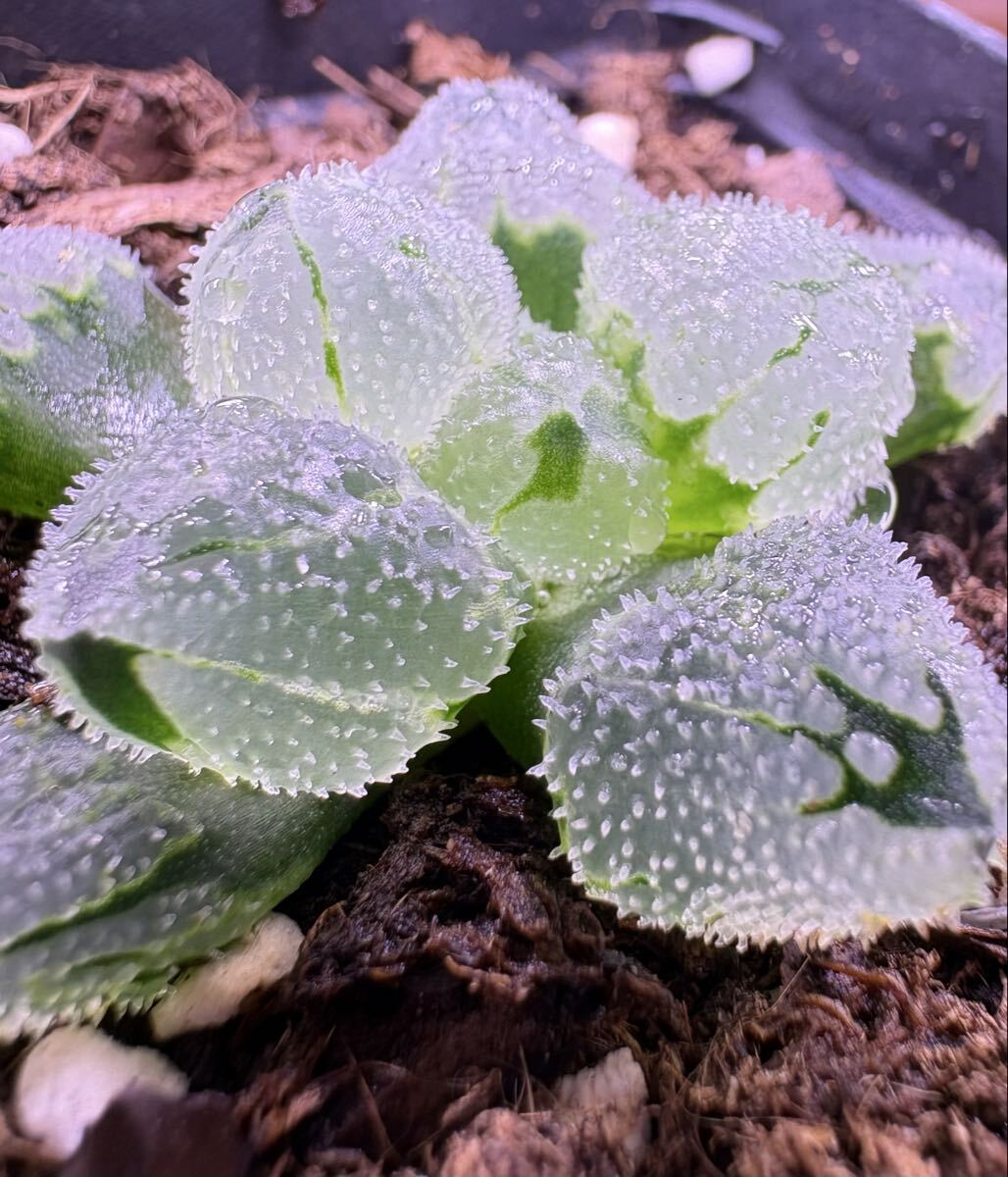 多肉植物 ハオルチア 氷星球 氷城寿錦 変異系 初出品 希少品 超美品