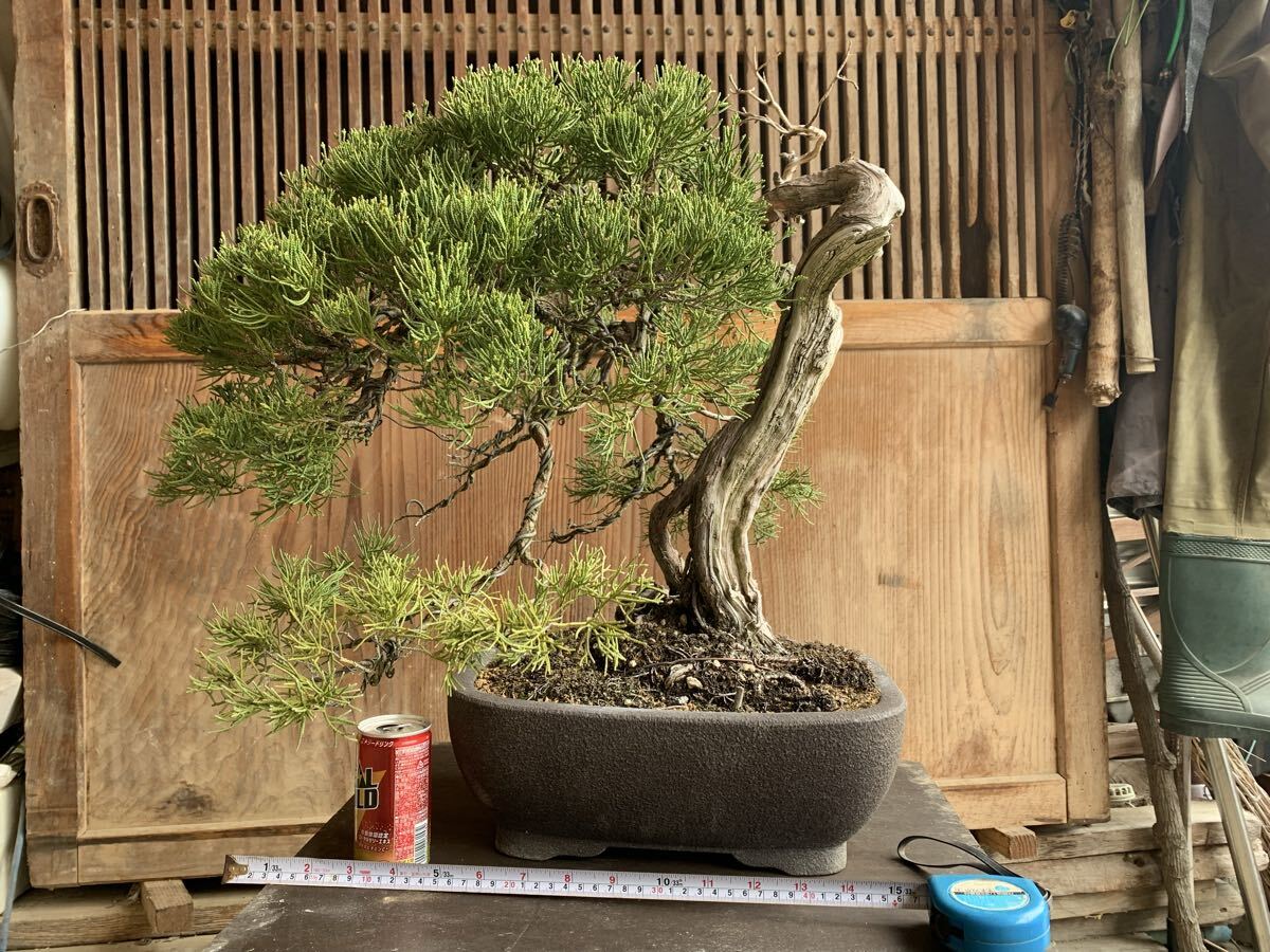 真柏盆栽 東北真柏盆栽の山木！古さ抜群！展示会！味ある逸品！樹高約