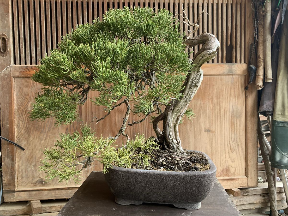 真柏盆栽 東北真柏盆栽の山木！古さ抜群！展示会！味ある逸品！樹高約