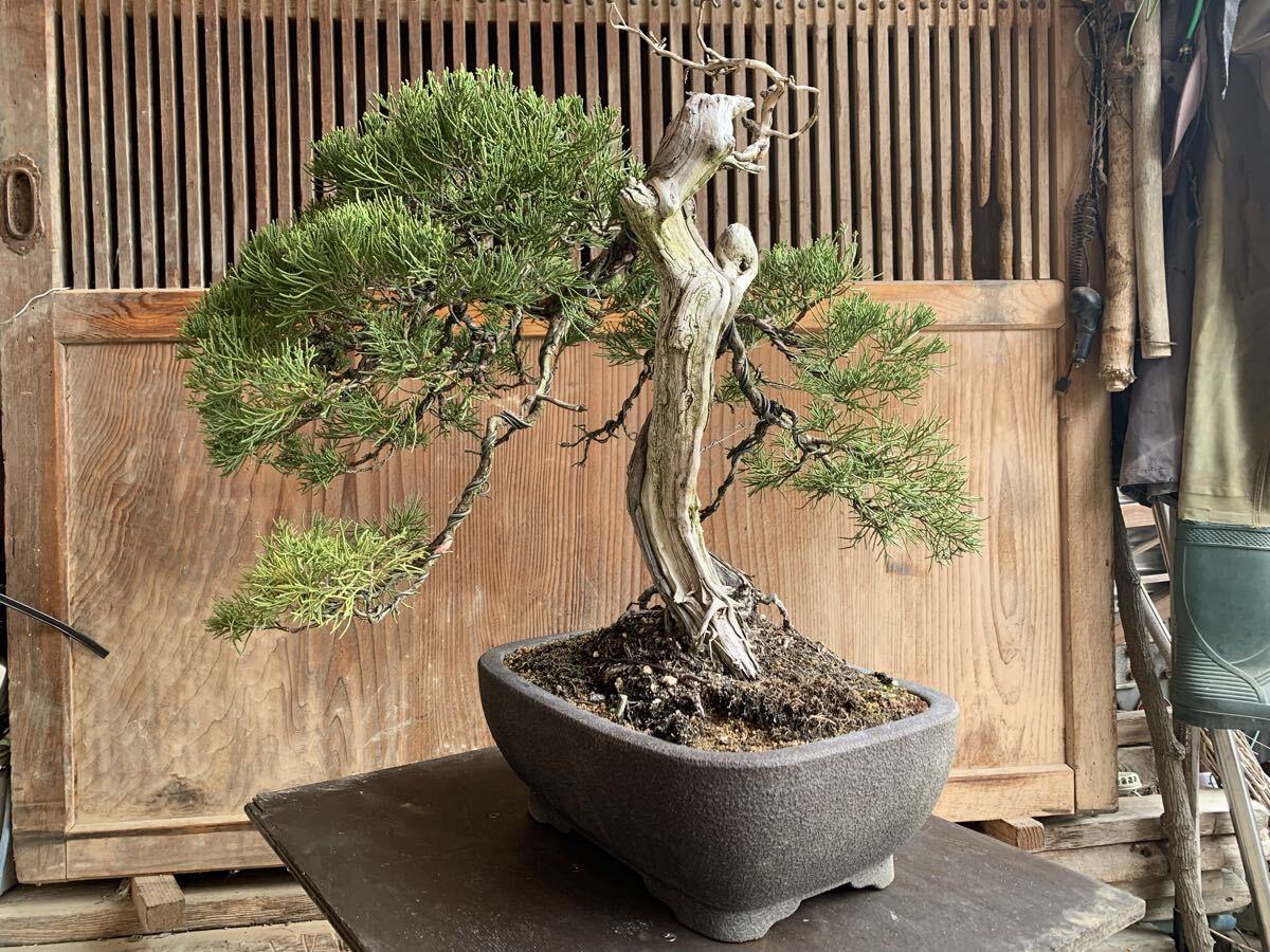 真柏盆栽 東北真柏盆栽の山木！古さ抜群！展示会！味ある逸品！樹高約