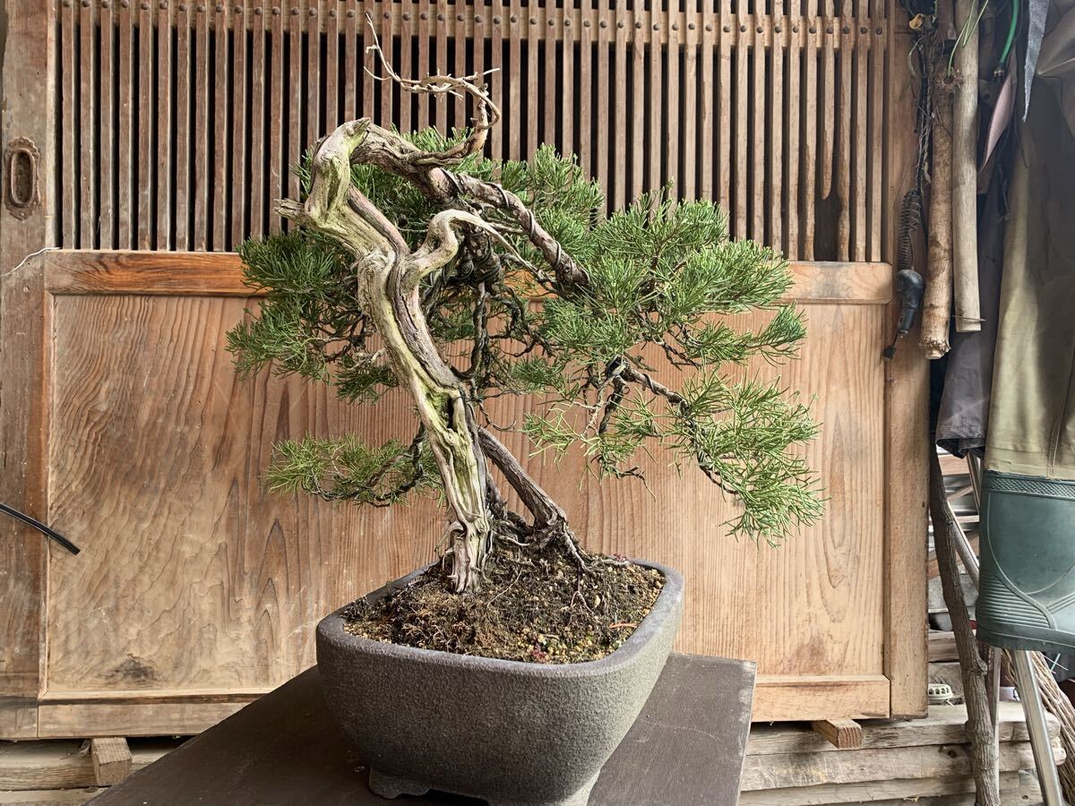 盆*屋様 特別週末オークション　盆栽　真柏　大品　模様木　舎利　古木 盆*屋様 特別週末オークション 盆栽 真柏 大品 模様木 舎利 古木 盆*屋