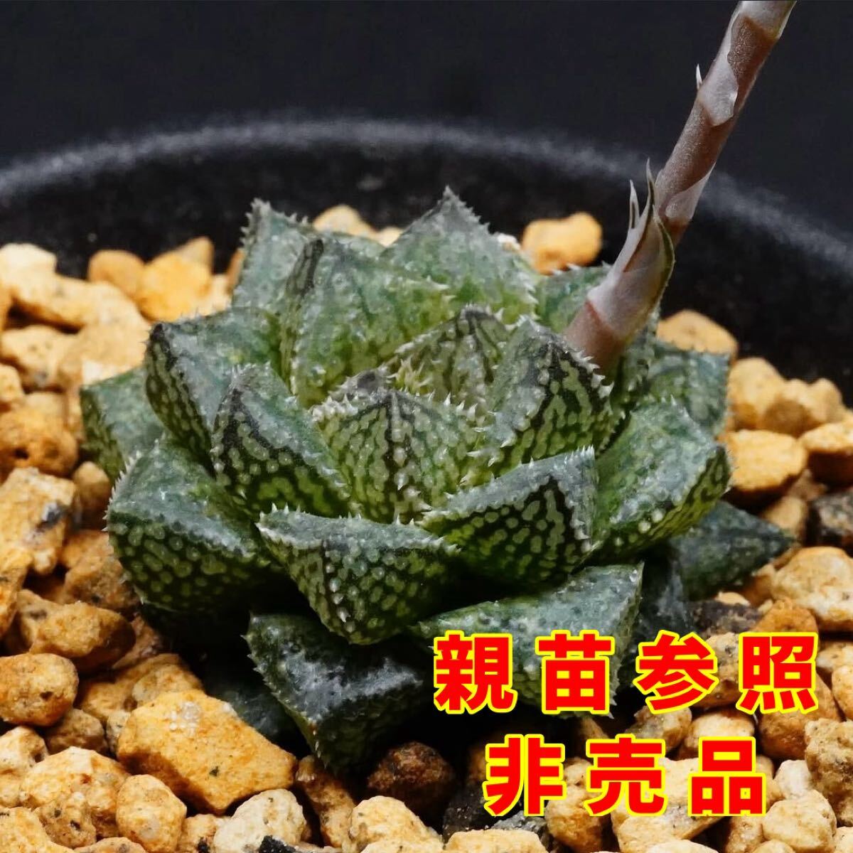 ◇ハオルチア 王蟲兄弟2（根が少ないです。）(観葉植物)｜売買された