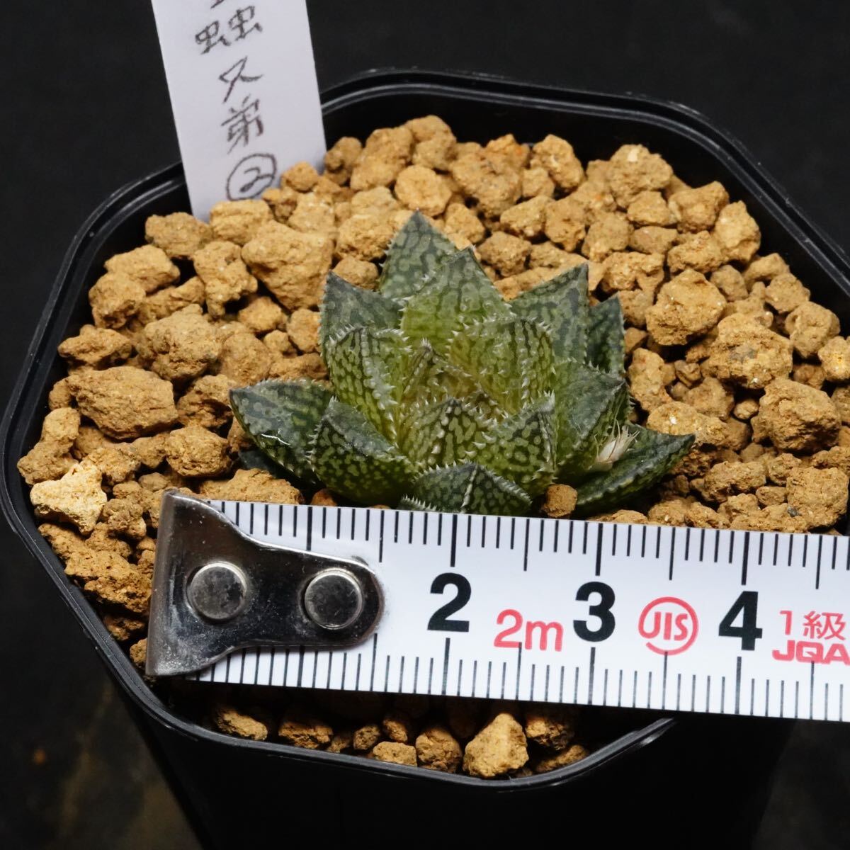 ◇ハオルチア 王蟲兄弟2（根が少ないです。）(観葉植物)｜売買された