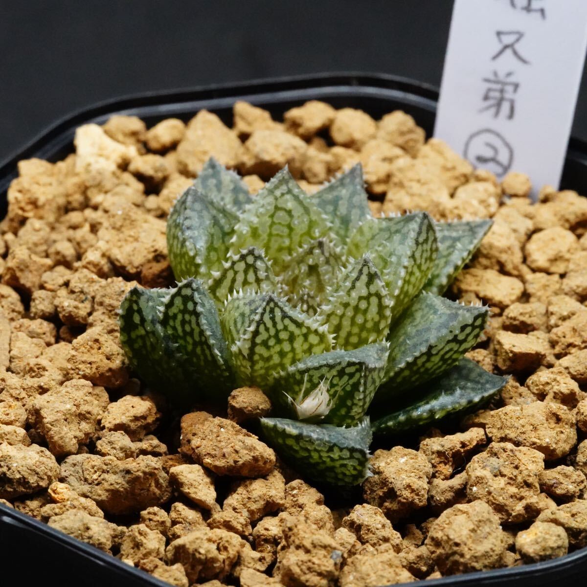 ◇ハオルチア 王蟲兄弟2（根が少ないです。）(観葉植物)｜売買された