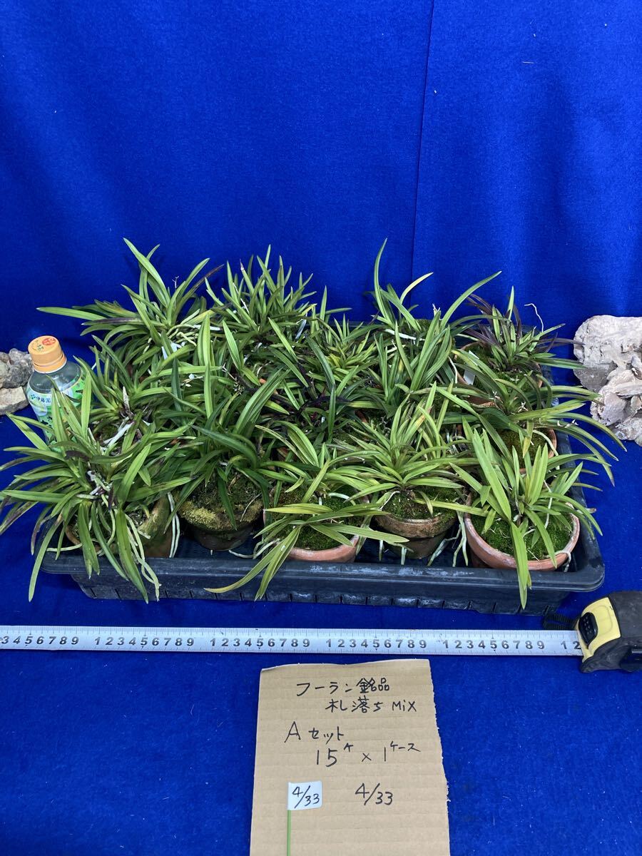 風蘭の値段と価格推移は？｜314件の売買データから風蘭の価値がわかる