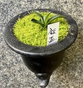 山野草 斑入りの値段と価格推移は？｜3458件の売買データから山野草