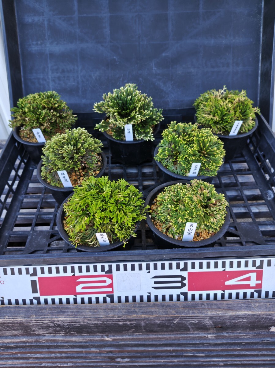 ＮＯ１７ イワヒバ(岩松) 鹿児島 南薩摩半島 霧島 産 最高級品 投げ売り イワヒバ 盆栽の値段と価格推移は？｜72件の売買データからイワヒバ