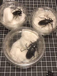 ノコギリカミキリの値段と価格推移は？｜7件の売買データからノコギリ