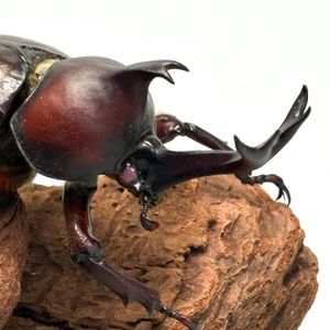 成虫 カブトムシの値段と価格推移は？｜540件の売買データから成虫