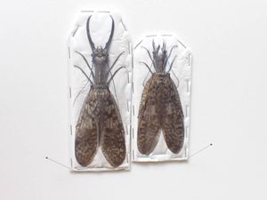 ヘビトンボの値段と価格推移は？｜4件の売買データからヘビトンボの