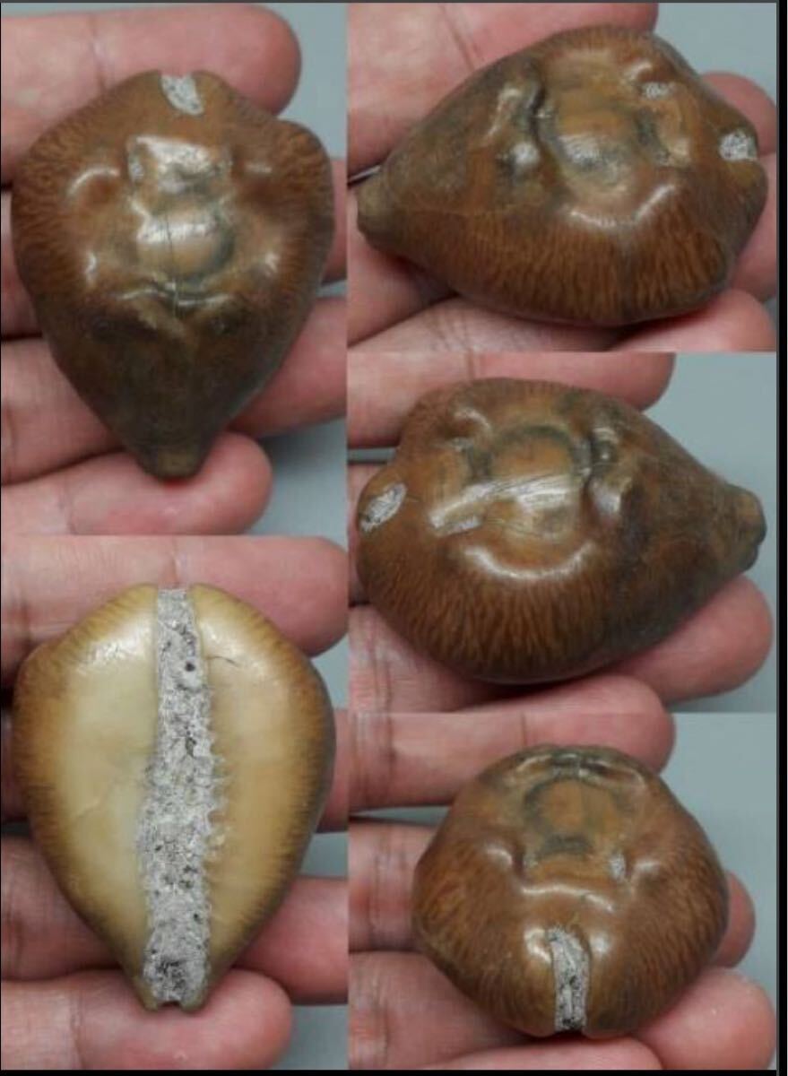 沖縄 天然 貝殻 巻き貝 標本 ハチジョウダカラガイ 宝貝 ハンドメイド