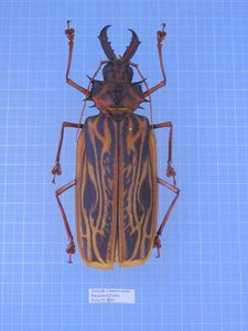 ウスバカミキリの値段と価格推移は？｜46件の売買データからウスバ