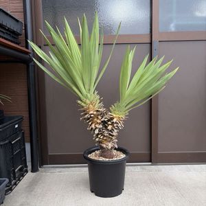 アツバキミガヨランの値段と価格推移は？｜2件の売買データから