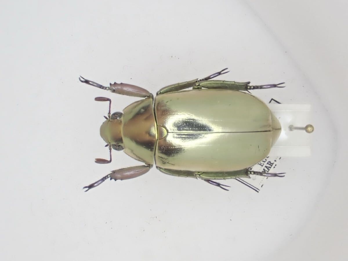 オプティマプラチナコガネ 25mm オプティマプラチナコガネ 25mm Insect