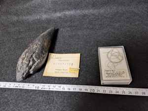 マッコウクジラ歯の値段と価格推移は？｜30件の売買データからマッコウ