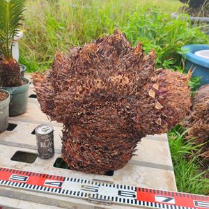 獅子ソテツの値段と価格推移は？｜28件の売買データから獅子ソテツの