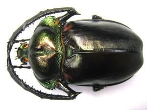 ヤンソニーテナガコガネの値段と価格推移は？｜6件の売買データから