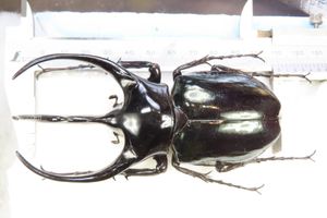カブトムシ 標本の値段と価格推移は？｜36件の売買データから