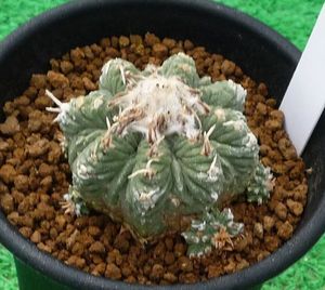 サボテン 花籠の値段と価格推移は？｜33件の売買データからサボテン 花
