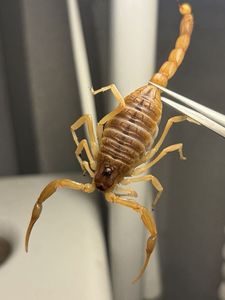 標本 サソリの値段と価格推移は？｜27件の売買データから標本 サソリの