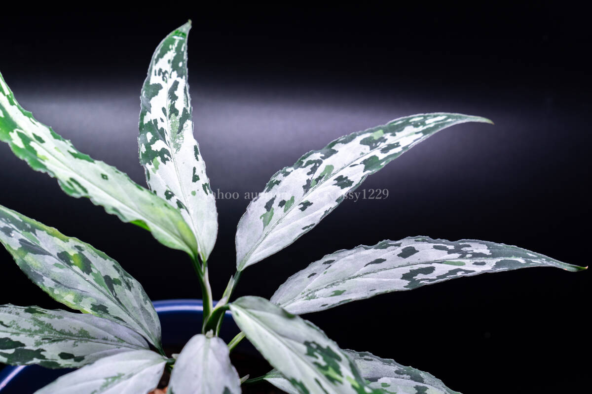 Aglaonema pictumの値段と価格推移は？｜208件の売買データから