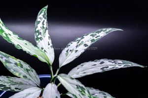 Aglaonema pictumの値段と価格推移は？｜193件の売買データから