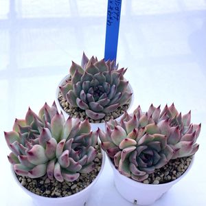 リンゼの値段と価格推移は？｜92件の売買データからリンゼの価値が
