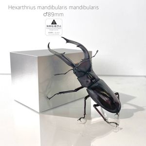 マンディブラリスフタマタクワガタの値段と価格推移は？｜206件の売買