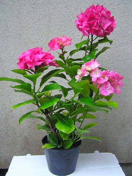 西洋アジサイ ハイドランジア パリ 真紅の花色 アジサイ 売買されたオークション情報 Yahooの商品情報をアーカイブ公開 オークファン Aucfan Com