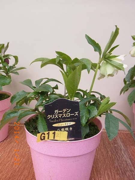 クリスマスローズ G 11 ダブル 八重咲き 花 花芽 ２ 苗 売買されたオークション情報 Yahooの商品情報をアーカイブ公開 オークファン Aucfan Com