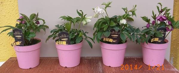 クリスマスローズ G 11 ダブル 八重咲き 花 花芽 ２ 苗 売買されたオークション情報 Yahooの商品情報をアーカイブ公開 オークファン Aucfan Com
