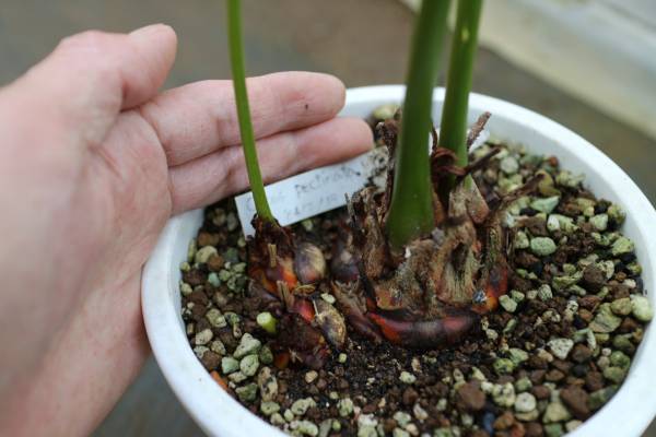 海外産ソテツ サイカス ペクチナータ(観葉植物)｜売買された