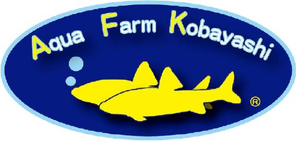 イワトコナマズ ３ ４cm 琵琶湖産 川魚 売買されたオークション情報 Yahooの商品情報をアーカイブ公開 オークファン Aucfan Com