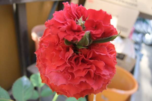 切り花種 エキサイティングメイアン ２年苗 バラ 売買されたオークション情報 Yahooの商品情報をアーカイブ公開 オークファン Aucfan Com