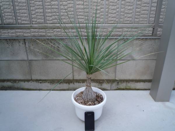 Beaucarnea gracilis ボーカルネア グラキリス(観葉植物)｜売買された