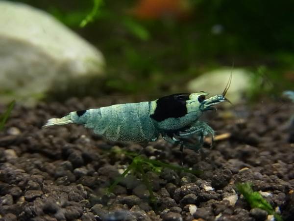 ☆☆シャドー・ブルーモスラ抱卵個体2匹☆☆a_1